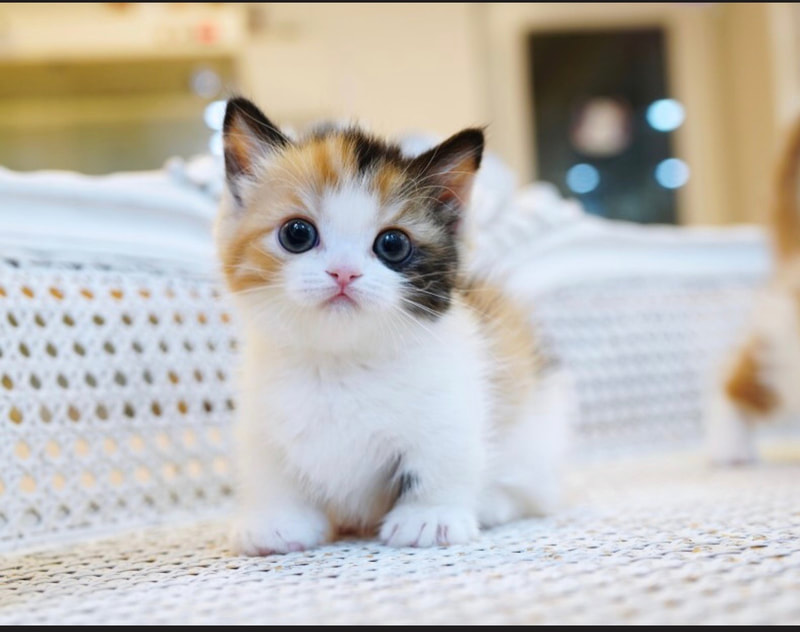 calico cat kittens for sale